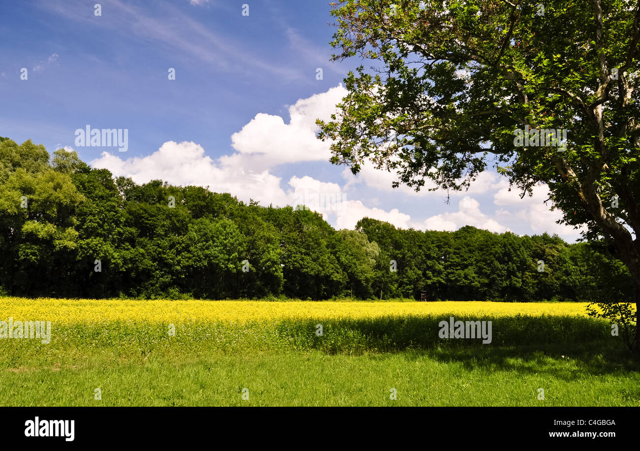 leuchtend gelben Raps Feld unter blauem Himmel Stockfoto