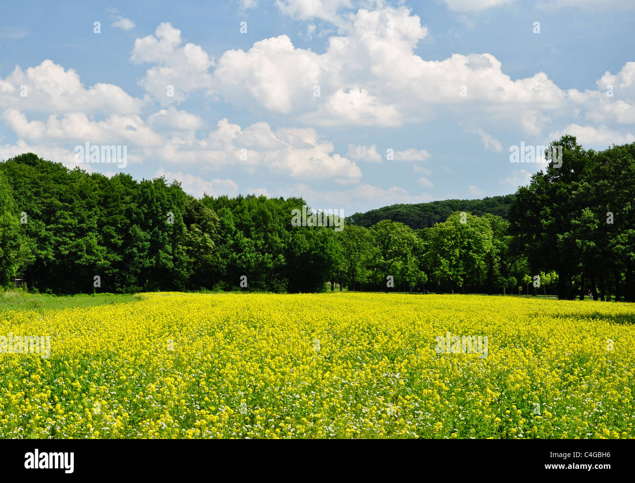 leuchtend gelben Raps Feld unter blauem Himmel Stockfoto