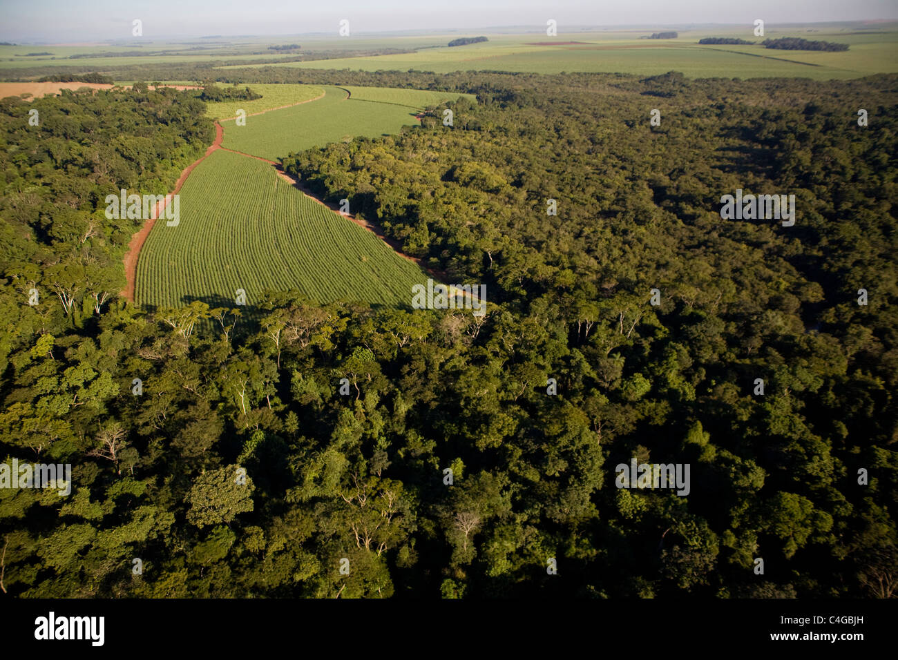 Zuckerrohr-Plantage Eingriff in native Regenwald in der Nähe von Ribeirao Preto, Bundesstaat Sao Paulo, Brasilien. Stockfoto