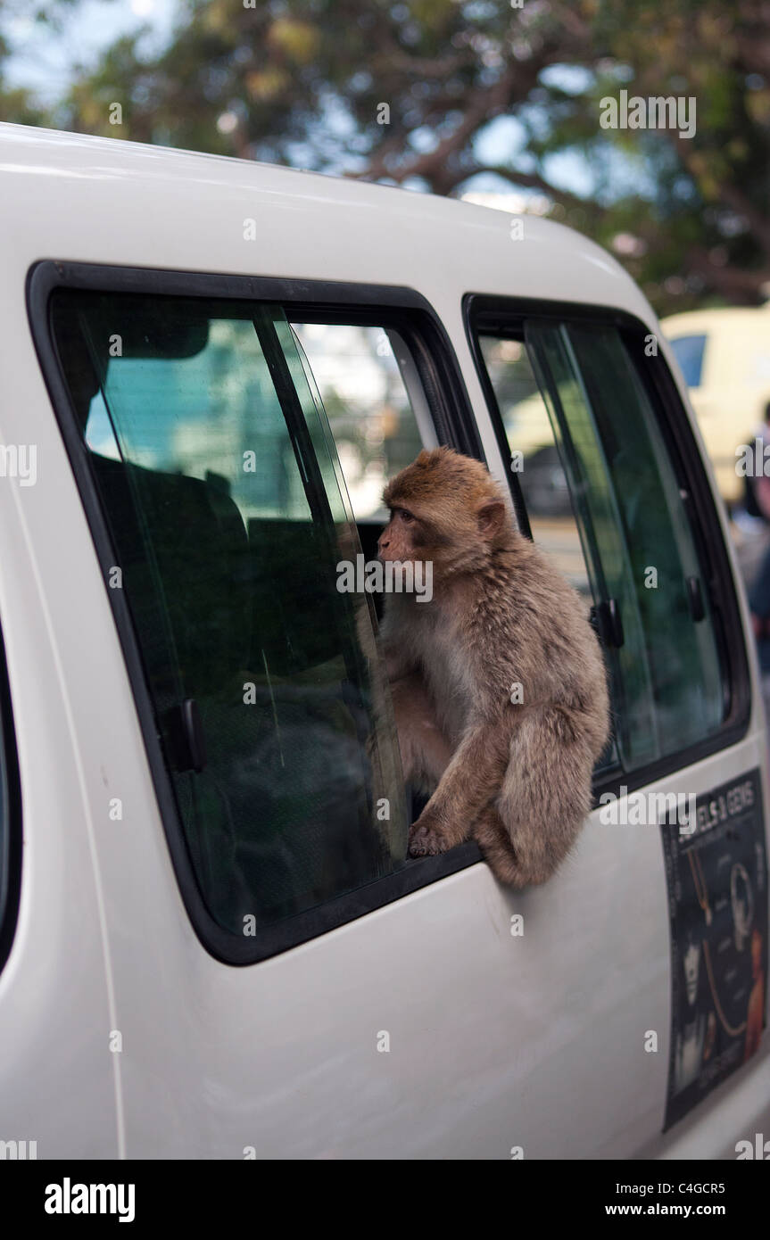 Barbary Affe Makaken auf den Felsen von Gibraltar. Gibraltar, Großbritannien. Stockfoto