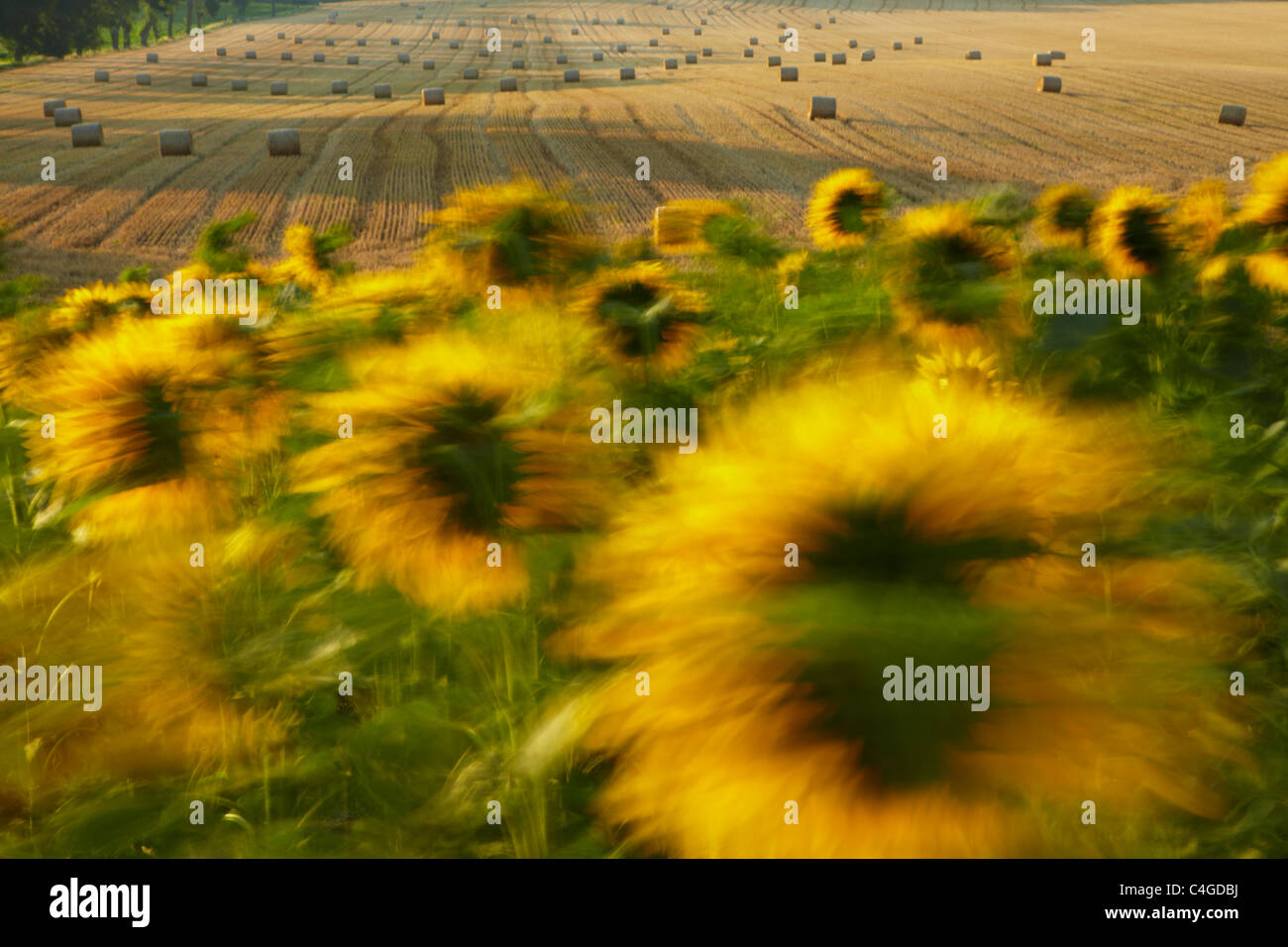 ein Feld von Sonnenblumen im Wind in der Nähe von Castelnaudary, Aude, Languedoc-Roussillon, Frankreich Stockfoto