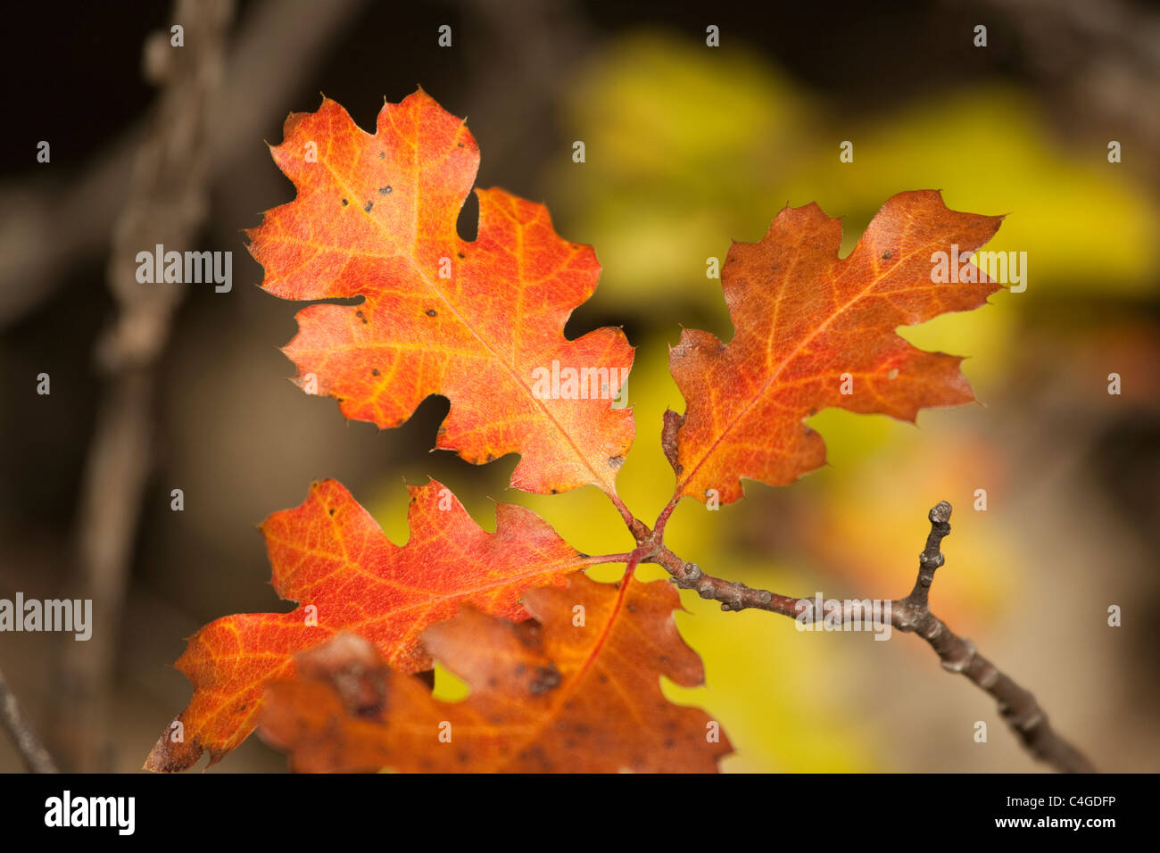 Eine Eiche Zweig im Herbst Gold. California Schwarzeiche, auch bekannt als Kellogg Eiche, Quercus kelloggii Stockfoto
