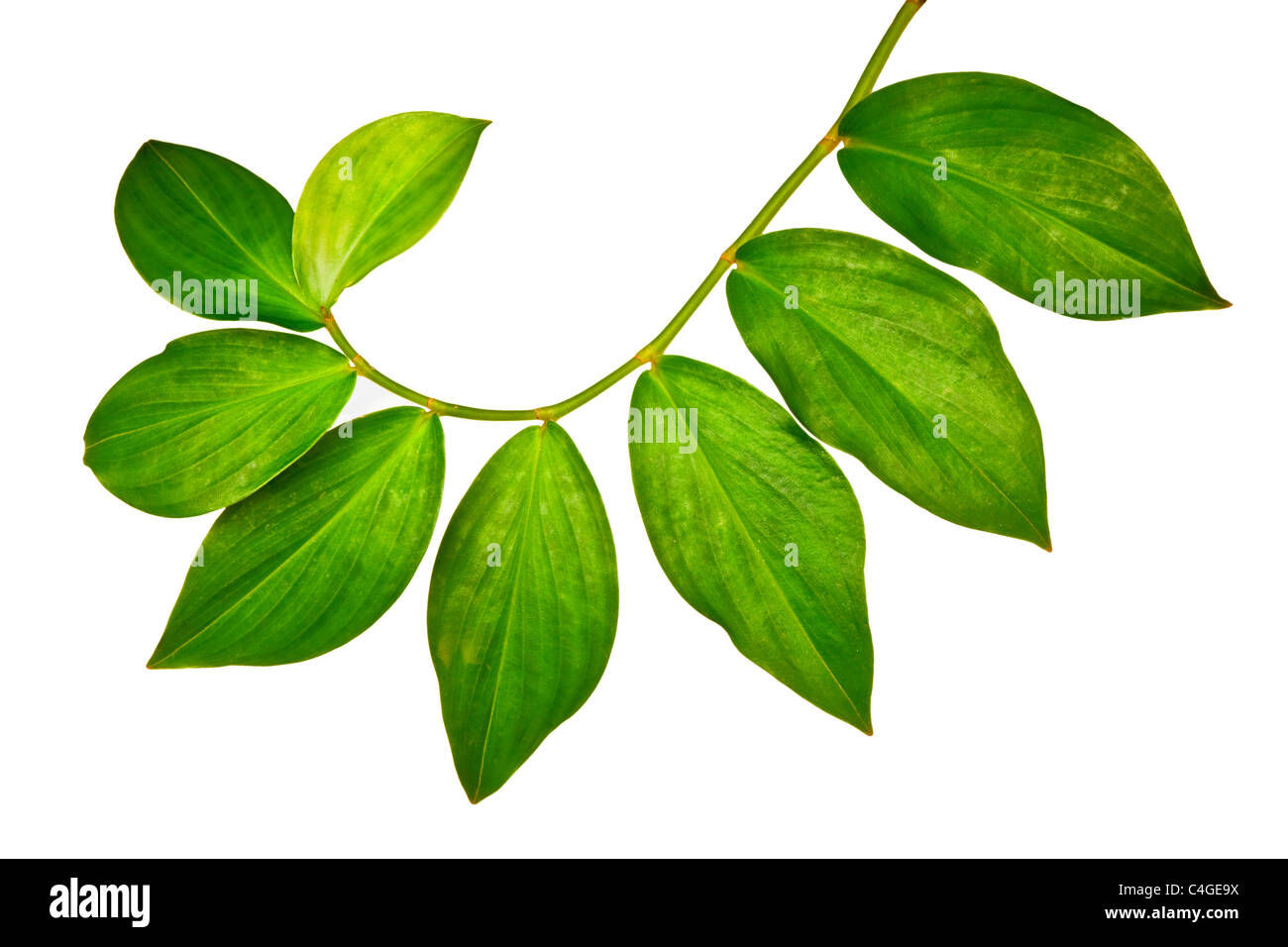 Zweig der grünen Blättern isoliert auf weißem Hintergrund Stockfoto