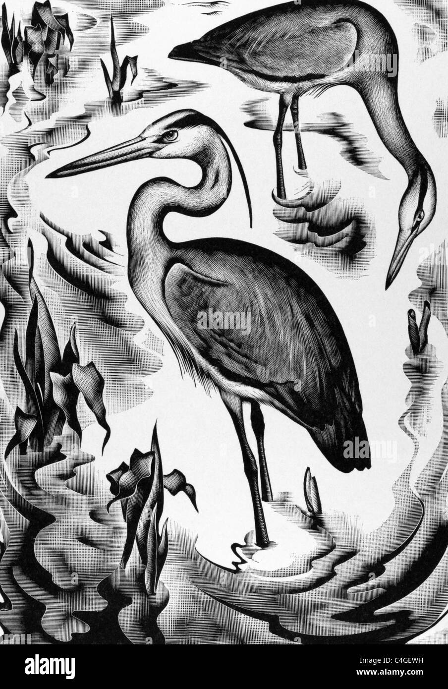 Pelikane am Gravur von 1800 s. Stockfoto