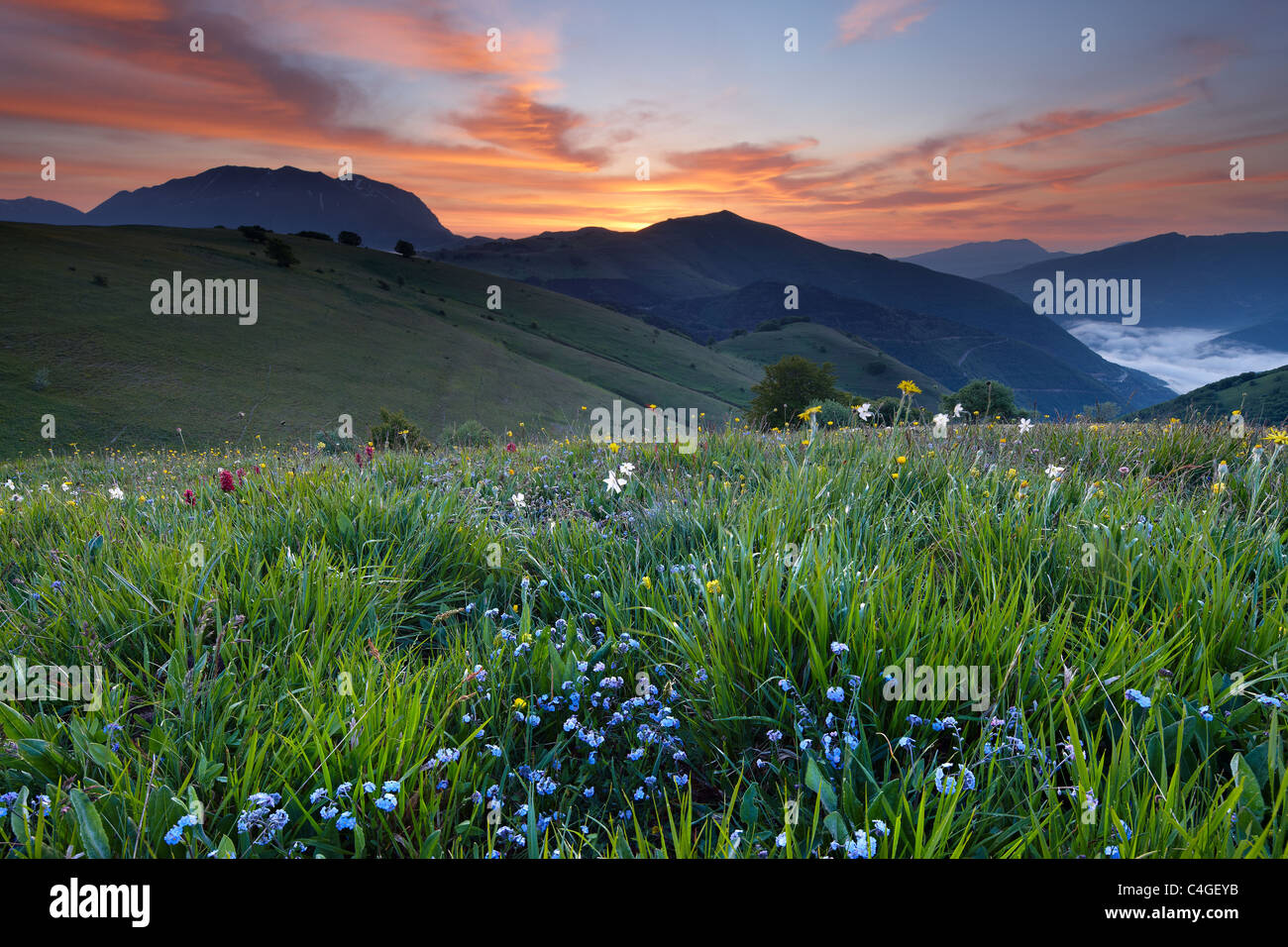 Monte Vettore und die Wildblumen auf Forca Canapine im Morgengrauen, Nationalpark Monti Sibillini, Umbrien, Italien Stockfoto