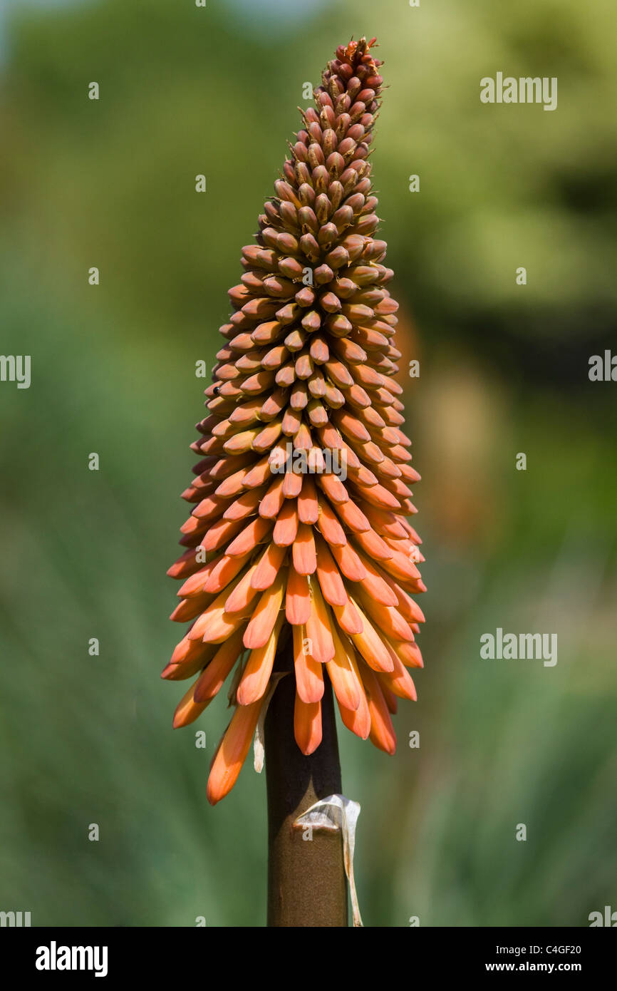 Kniphofia 'Bienen Sunset' Close Up Stockfoto