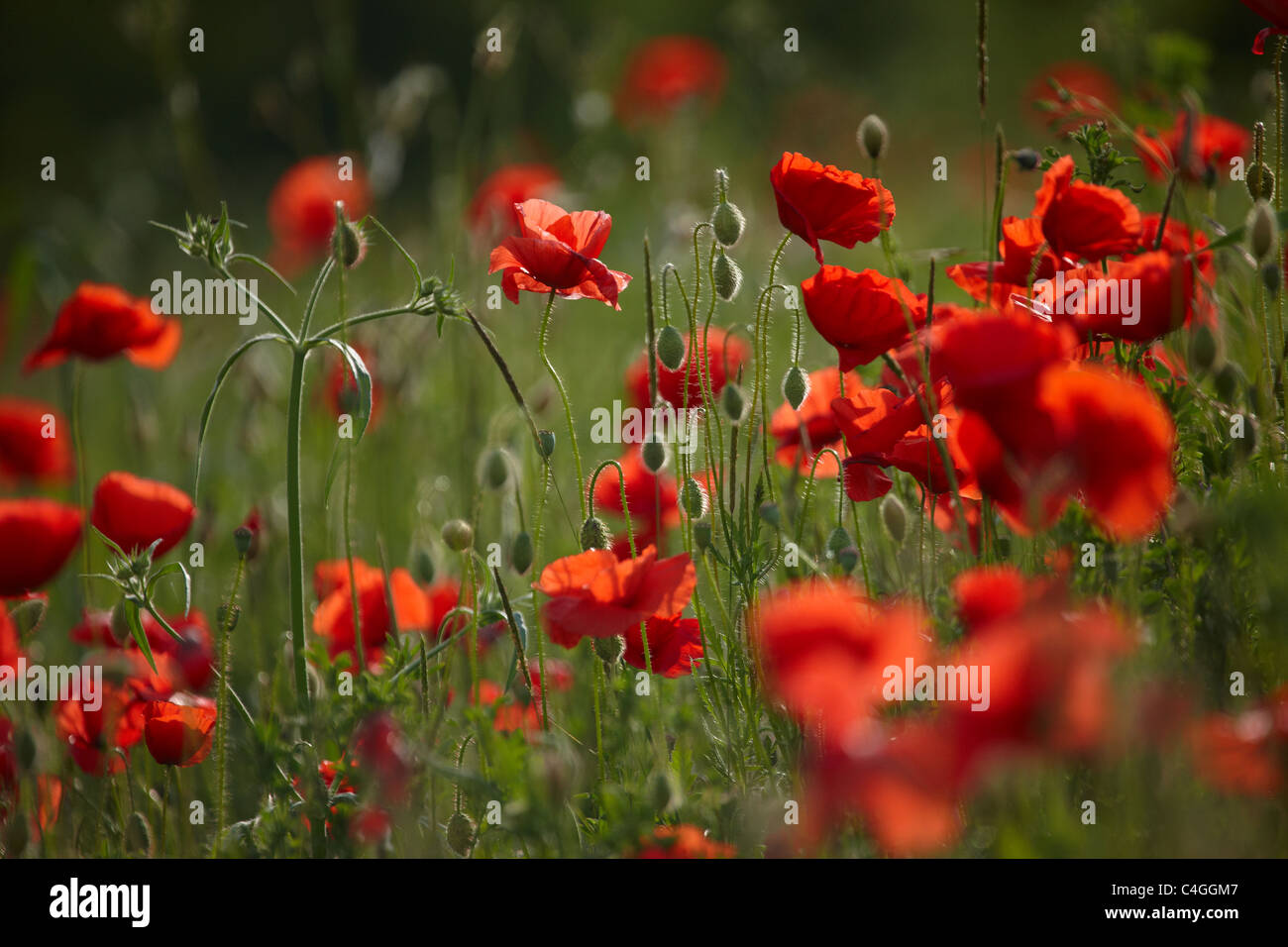 Mohn in der Valnerina Nr. Campi, Umbrien, Italien Stockfoto