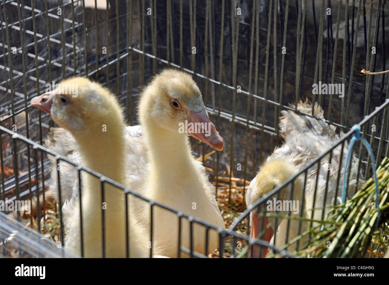 Audruicq, Frankreich: Enten und Gänse zum Verkauf auf dem Markt Stockfoto