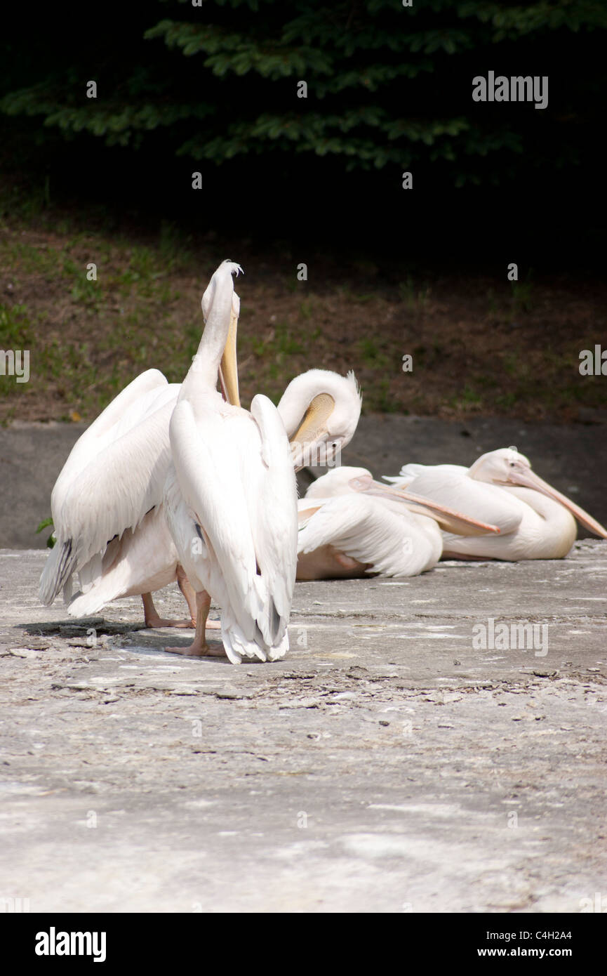 Weiße Pelikane im Zoo in Chorzow, Südpolen Stockfoto