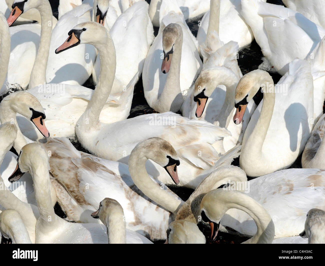 Eine große Gruppe von Schwänen. Stockfoto