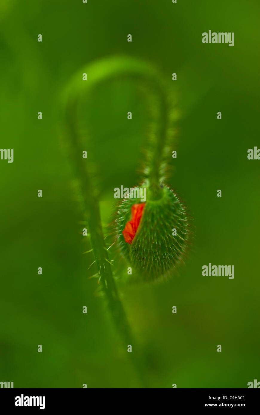 Die Geburt einer rote Mohnblume (Papaver Rhoes), mit Schärfentiefe aufgenommen. Stockfoto