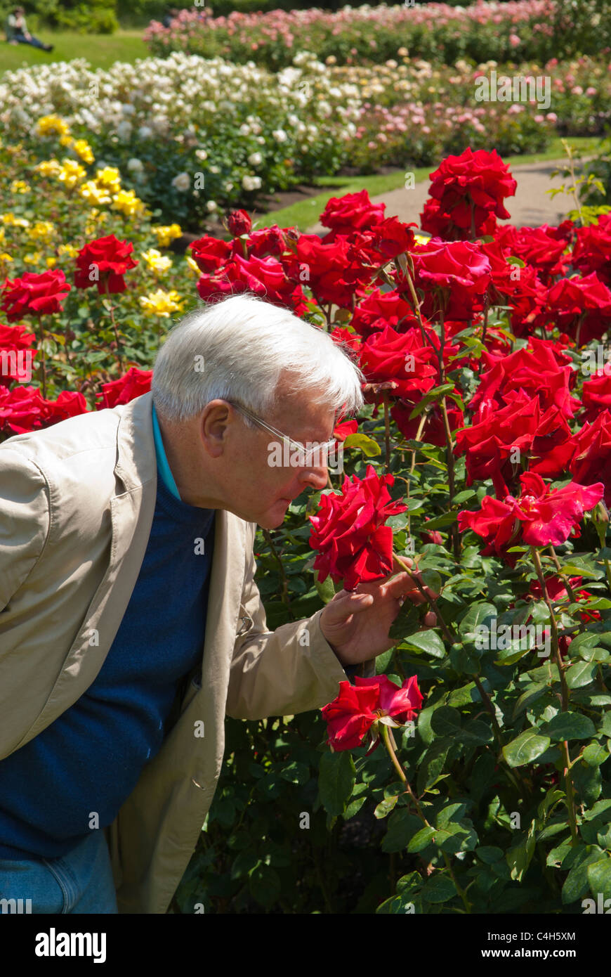 Ein Alter Mann riecht rote Rose im Rosengarten am Queen Mary Regents Park London Vereinigtes Königreich im Frühsommer 2011 Stockfoto