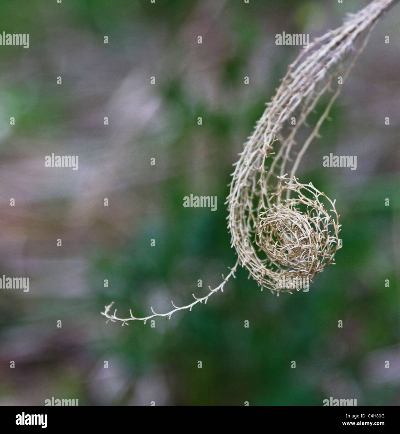 Zarte, getrocknete Rebe anmutig gleitet nach unten und flachen Fokus Hintergrund locken. Stockfoto