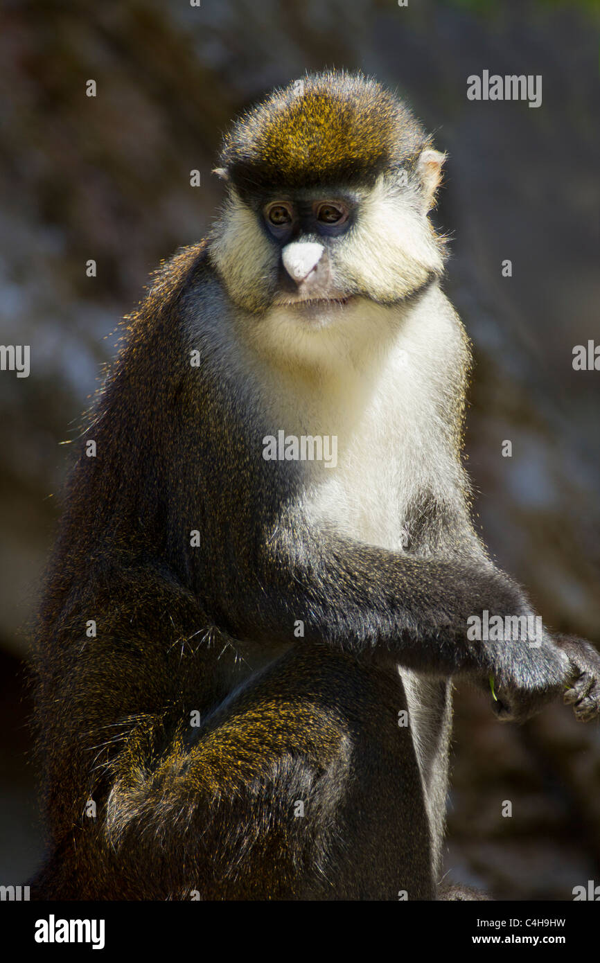 Ruderer des Spot-gerochene Guenon Portrait Stockfoto