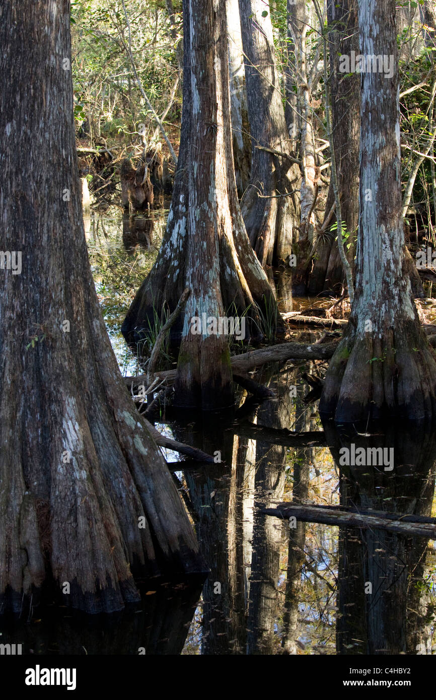 Kahle Zypresse Bäume, Taxodium Distichum, Big Cypress National Preserve, Florida Stockfoto