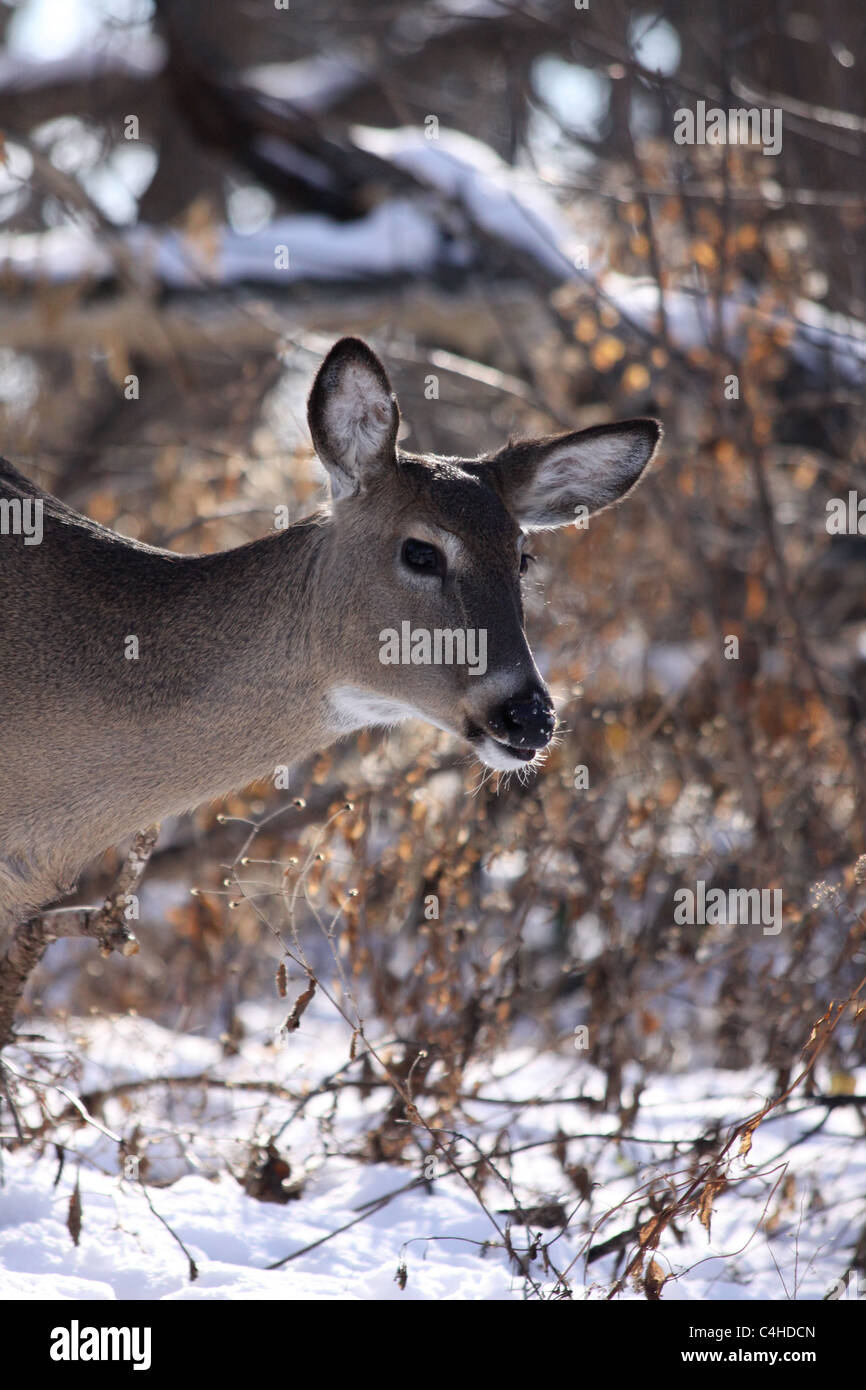 Weißen Schweif Hirsch Doe in den Winterwald Stockfoto