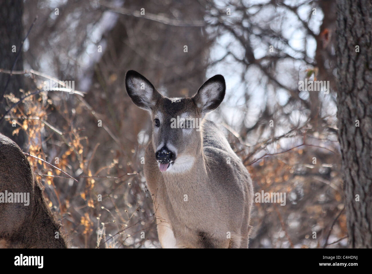 weißen Schweif Hirsch Doe stehend in der Sonne den Winterwald und Essen Stockfoto