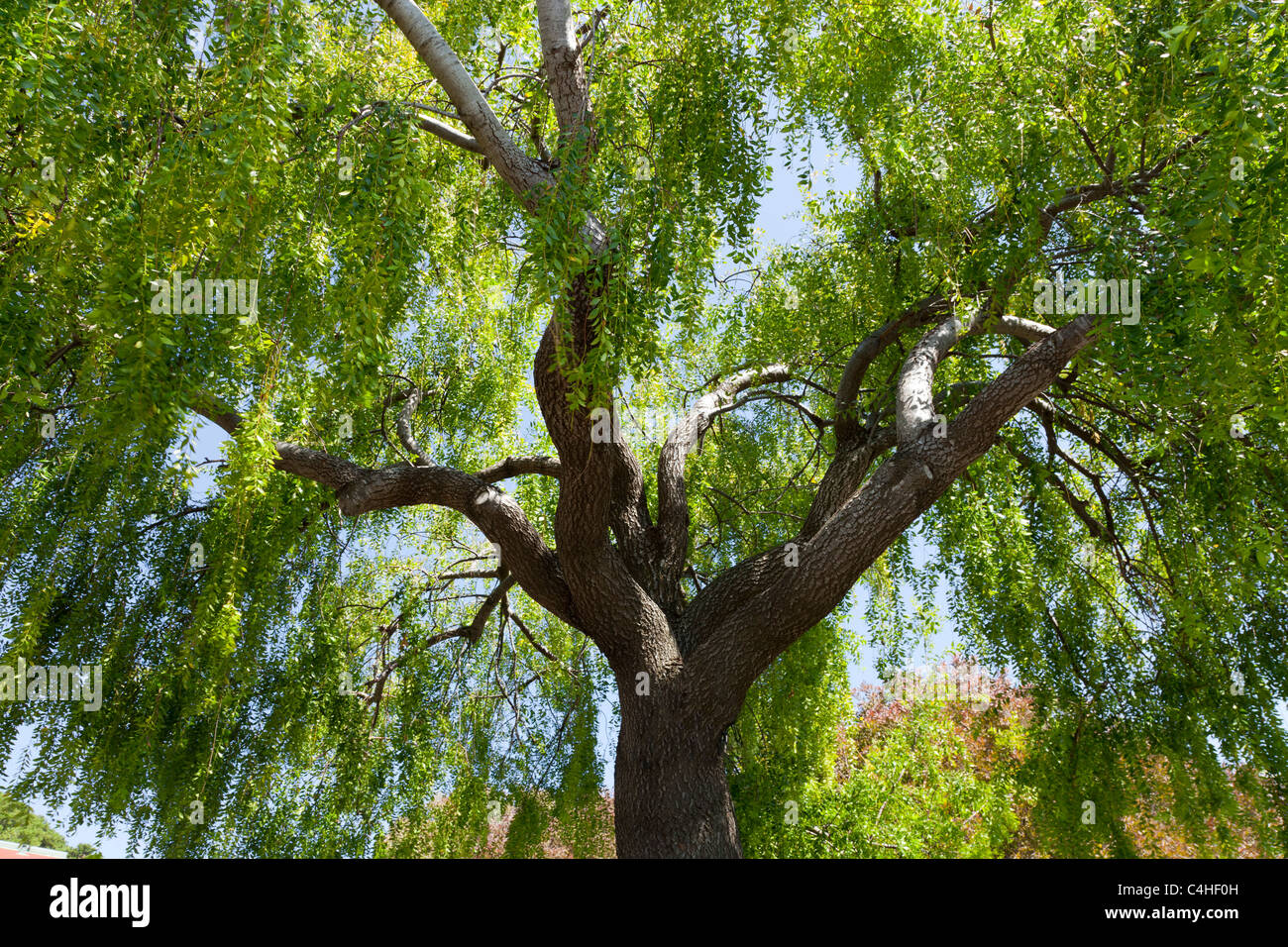 In der Nähe von großen grünen Weeping Willow Tree, Salix Bebbiana, dicken Stamm, Äste durch Wind helle grüne Blätter und blauer Himmel geblasen Stockfoto