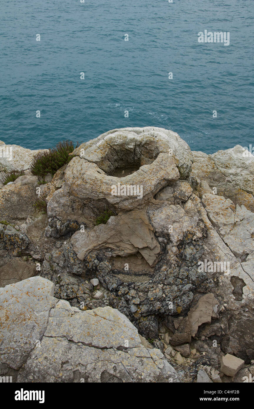 Der versteinerte Wald, Lulworth Cove, Dorset. Den Ring Formen sind die fossilen Überreste von Algen, die den alten Bäumen umgeben. Jurassic Coast, England. Stockfoto