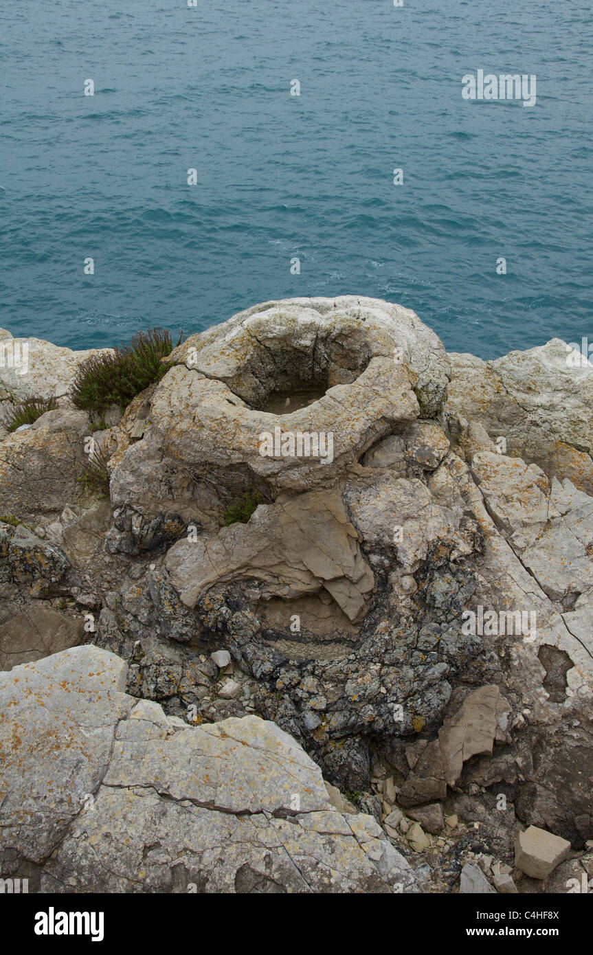 Der versteinerte Wald, Lulworth Cove, Dorset. Den Ring Formen sind die fossilen Überreste von Algen, die den alten Bäumen umgeben. Jurassic Coast, England. Stockfoto