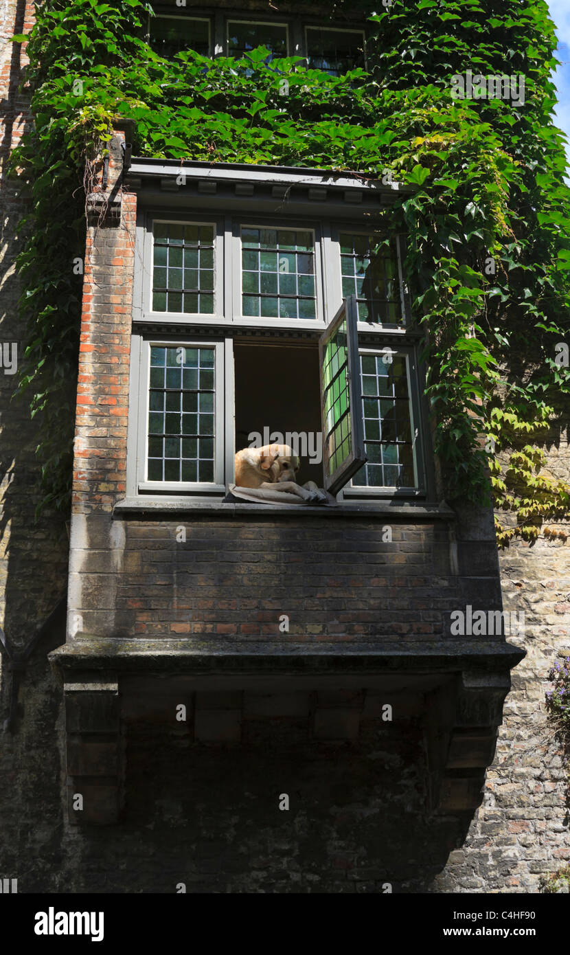 Hund in einem Fenster über dem Kanal, Brügge, Belgien Stockfotografie -  Alamy