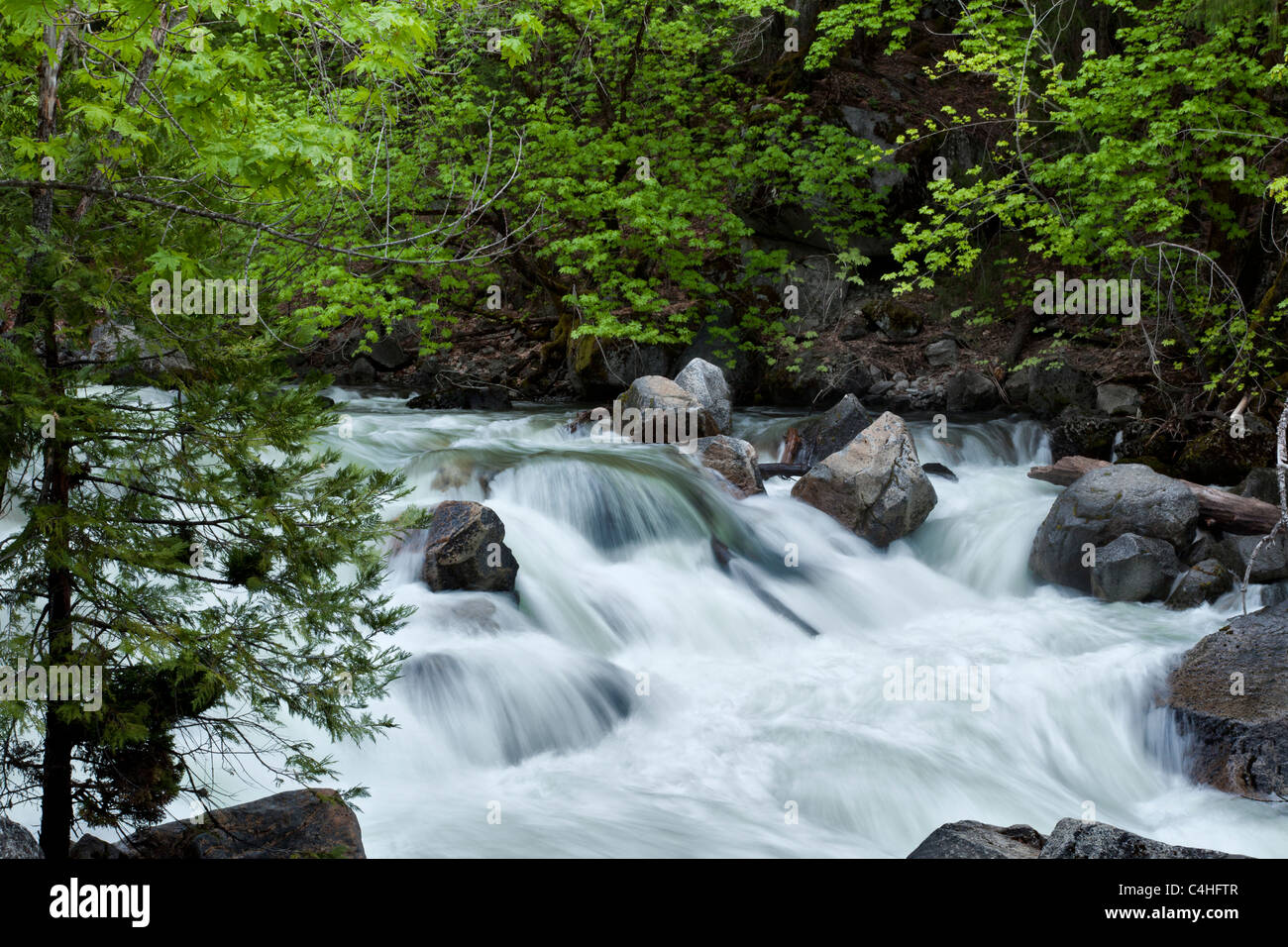 Schnell fließendem Wasser Stromschnellen in Tenaya Creek Yosemite National Park uns voll mit Feder Abfluss Zeitlupe seidigen Wasser Effekt Stockfoto