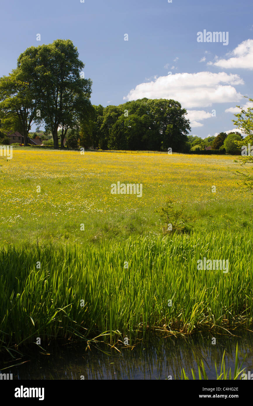 Eine Frühlingswiese aus Cromford Kanal Stockfoto