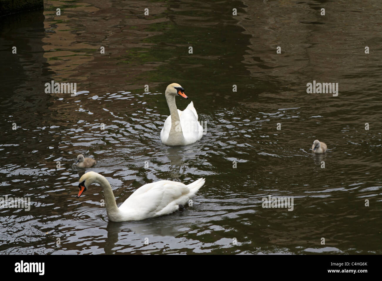 Mit Cygnets Schwäne. Ein paar der Höckerschwan (Cygnus Olor) Erwachsene halten schließen Uhr über ihren Nachwuchs. Stockfoto