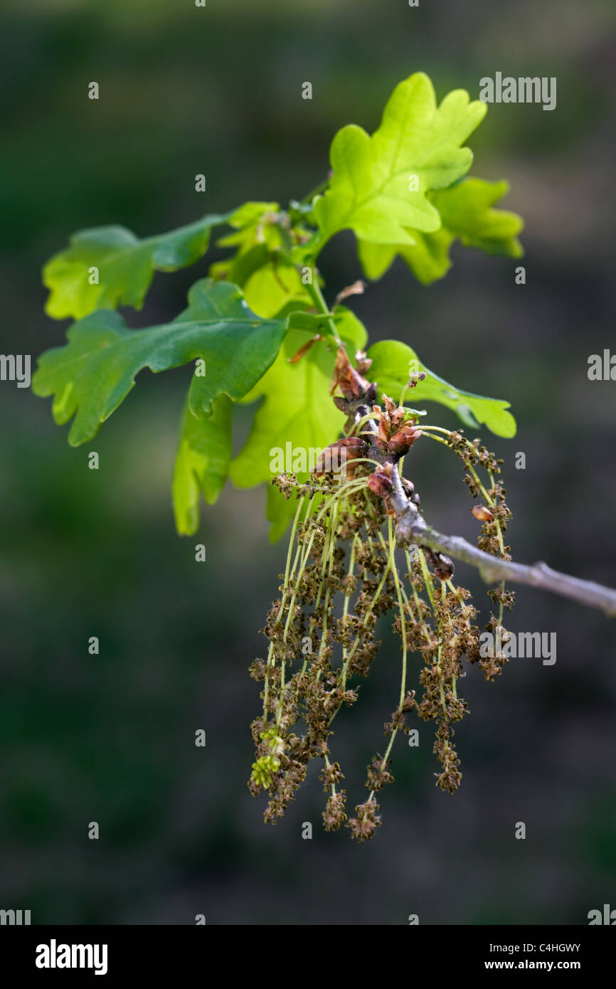 Pedunculate Eiche / englische Eiche (Quercus Robur) Blätter und männlichen Blüten, Belgien Stockfoto