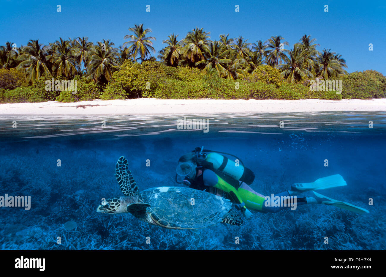 Über unter Wasser Split Image, Scuba Diver schwimmen mit turle Unechte Karettschildkröte (Caretta caretta), Malediven Inseln, Indischer Ozean Stockfoto