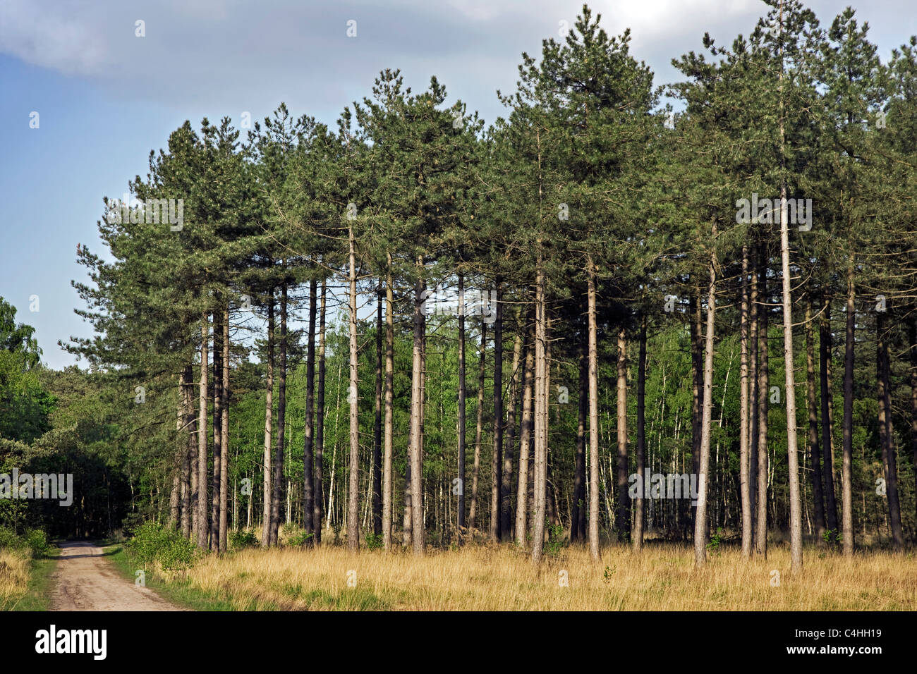 Nadelwald mit europäischen schwarzen Kiefern (Pinus Nigra), Belgien Stockfoto