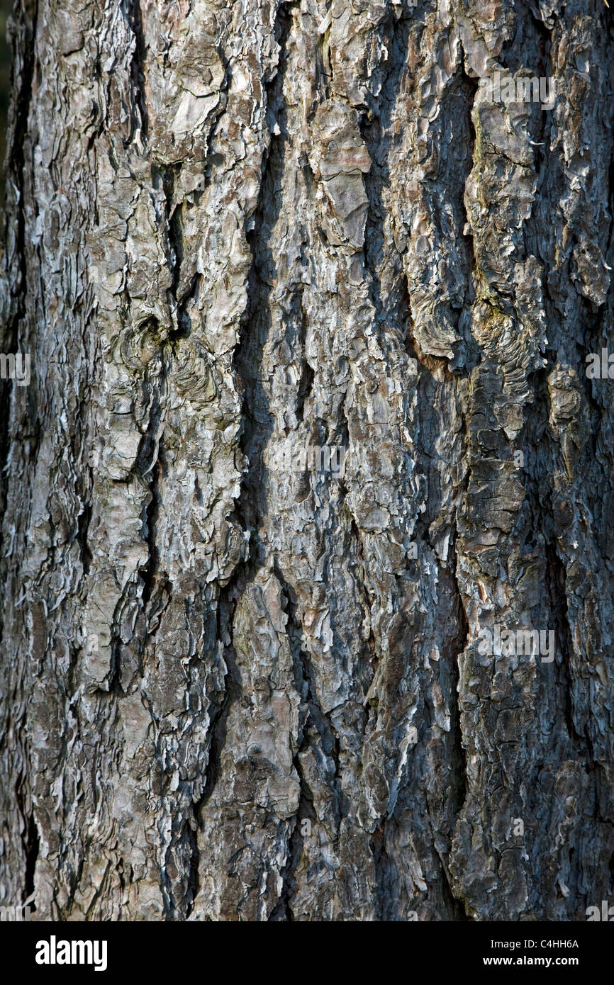 Baumrinde der Europäischen Schwarzkiefer (Pinus Nigra), Belgien Stockfoto