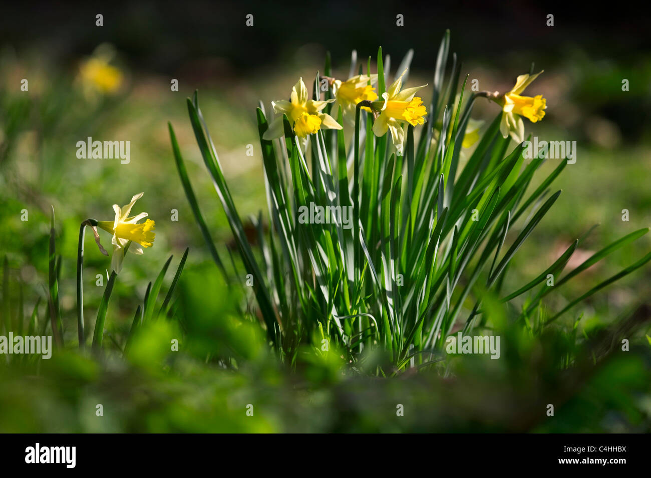 Wilde Narzissen / lieh Lilie (Narcissus Pseudonarcissus) im Wald Stockfoto