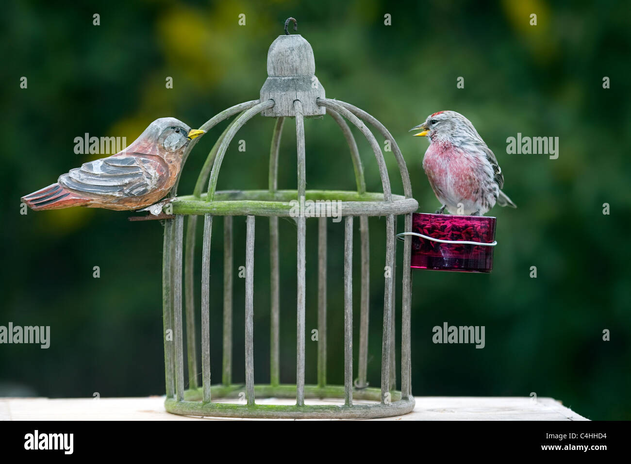 Der vogelkäfig -Fotos und -Bildmaterial in hoher Auflösung – Alamy