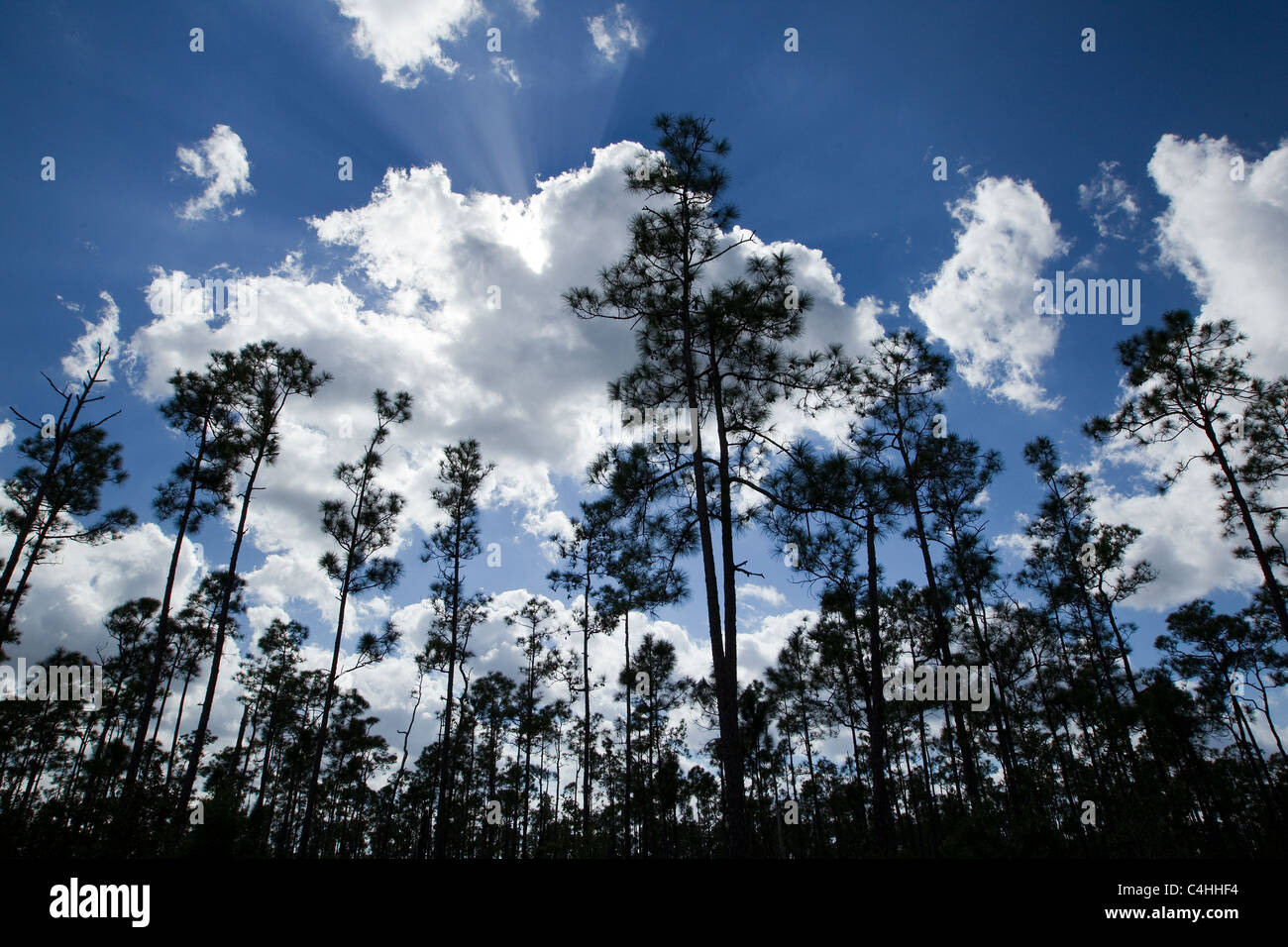 Slash Pinien und Cumulus-Wolken, Pinus Elliottii, Pinelands, Everglades-Nationalpark, Florida, USA Stockfoto