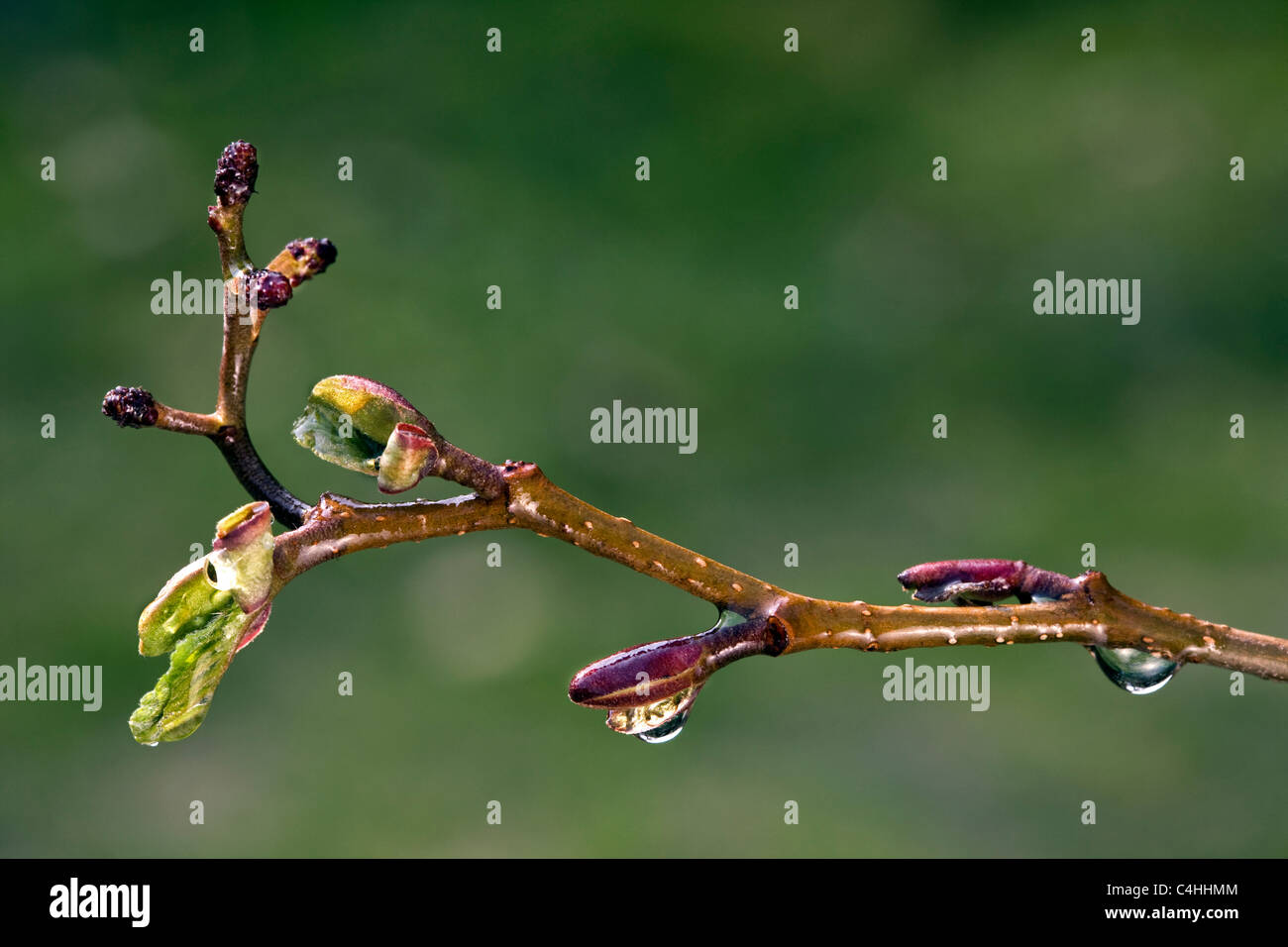 Erlen (Alnus spec.) Knospen und Blätter entstehen im Frühjahr, Belgien Stockfoto