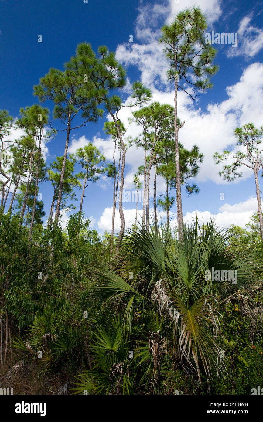 Schrägstrich Kiefern, Pinus Elliottii und Everglades-Palme, Acoelorrhaphe Wrightii, Pinelands, Everglades-Nationalpark, Florida, USA Stockfoto