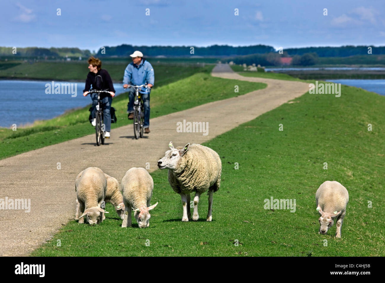 Schafe Schaf (Ovis Aries) mit Lämmern und zwei Radfahrer ihr Fahrrad am Deich, Niederlande Stockfoto