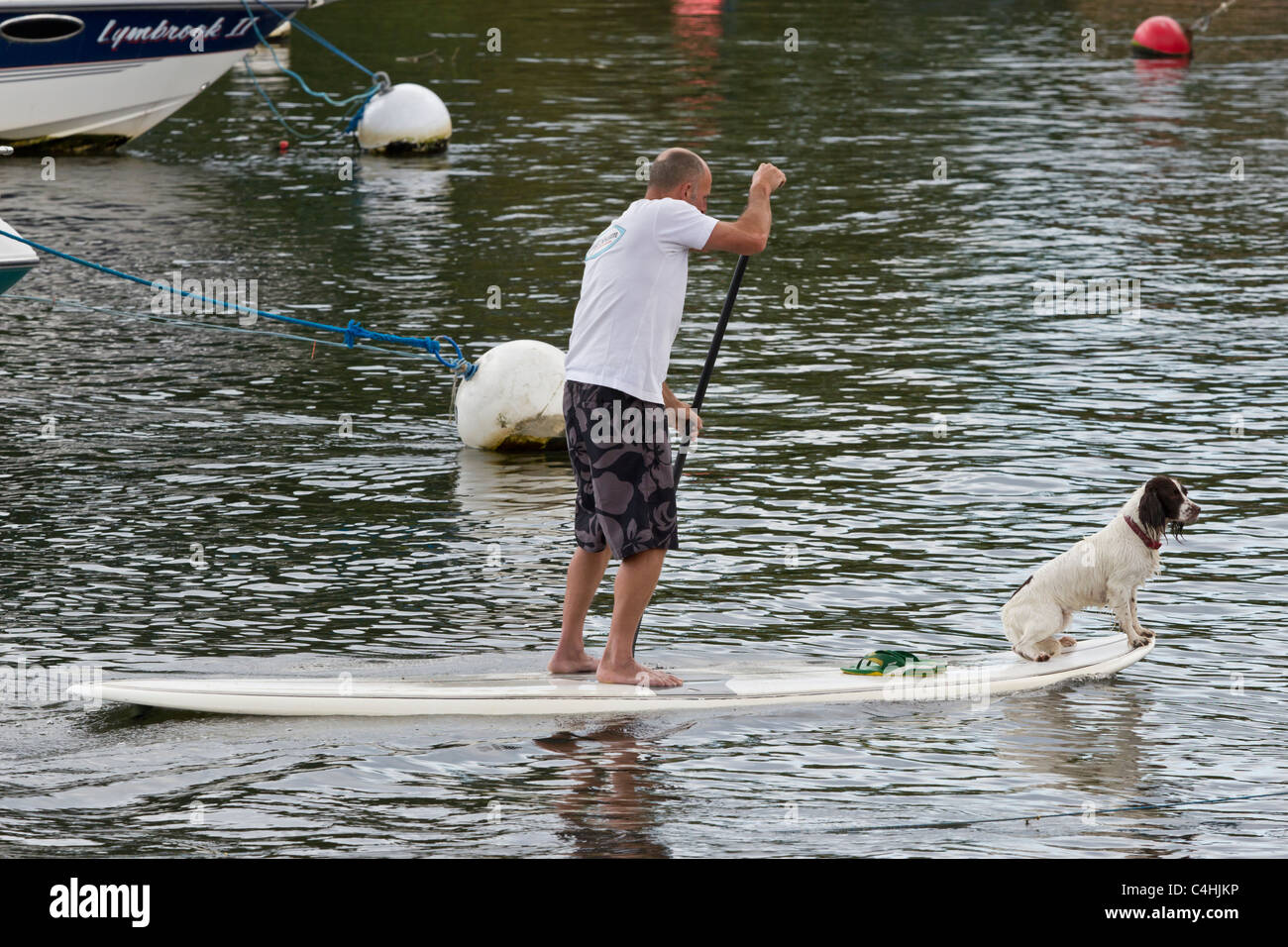 Hund auf Surfbrett Paddleboard halten Suche beim Mann Paddel und Salden Stockfoto