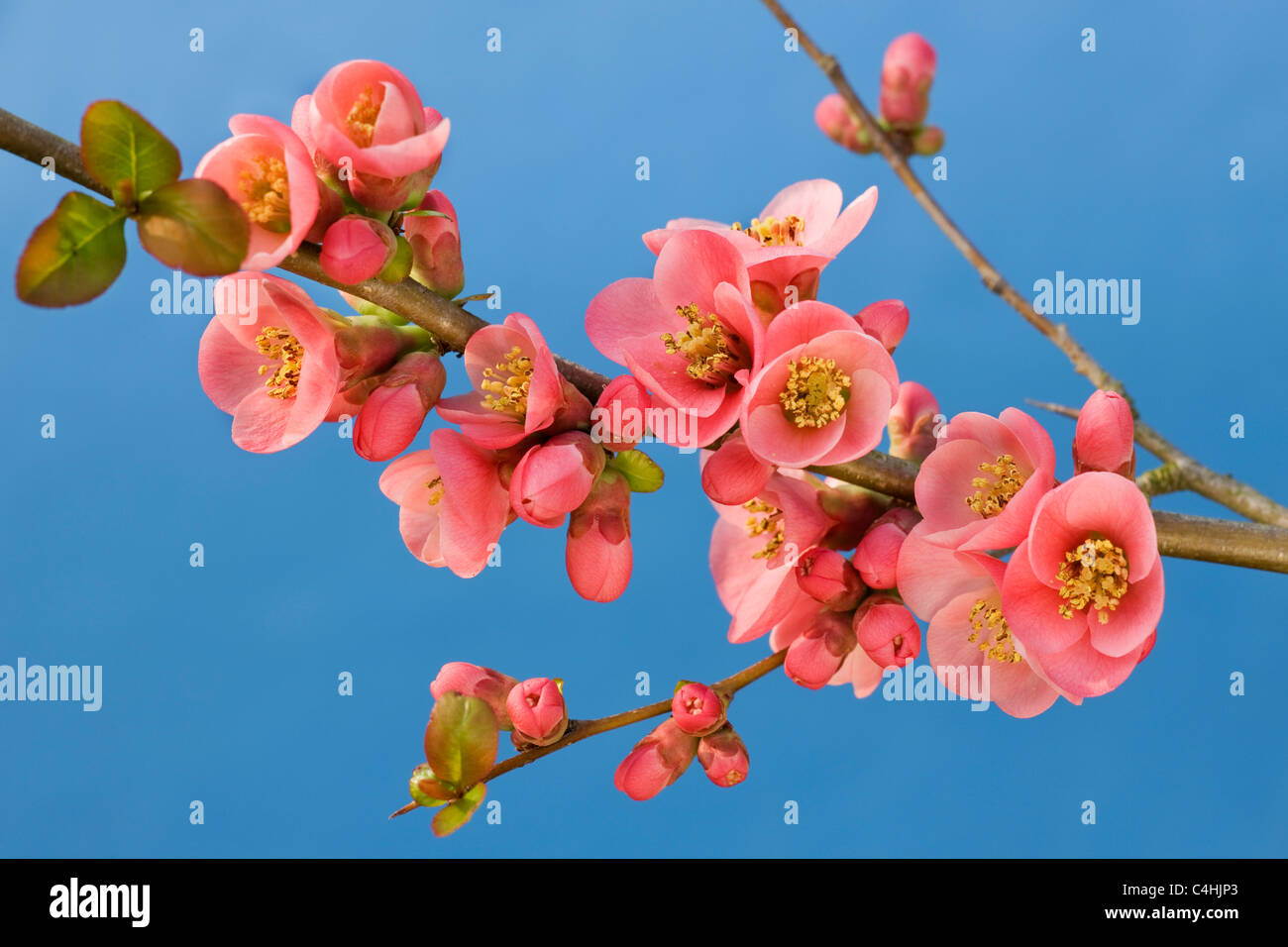 Japanische Quitte (Chaenomeles Japonica) in Blüte Stockfoto