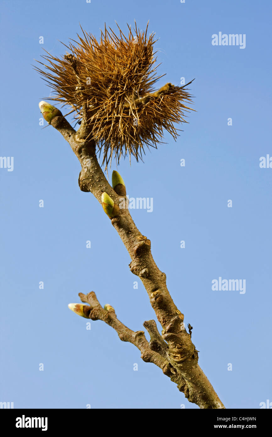 Sweet Chestnut / Marron (Castanea Sativa) Zweig mit Knospen und alte Schale im Frühjahr Stockfoto