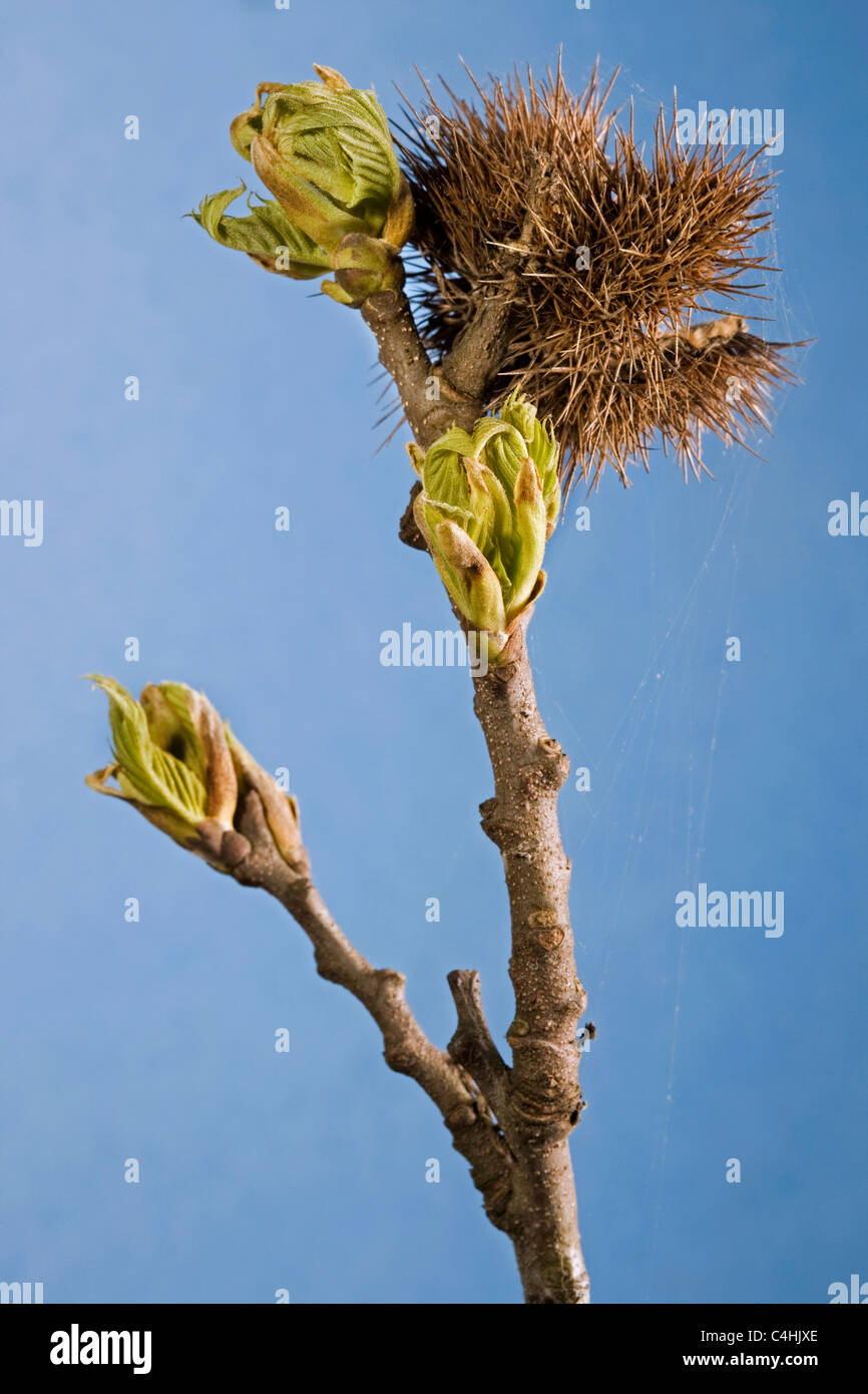 Sweet Chestnut / Marron (Castanea Sativa) mit Blättern, die neue und alte Schale im Frühjahr Knospen Stockfoto