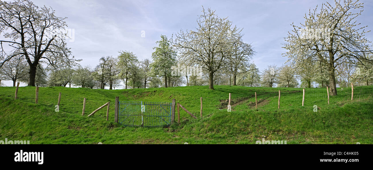 Obstbäume blühen im Obstgarten im Frühjahr auf Groot-Loon, Hesbaye, Belgien Stockfoto