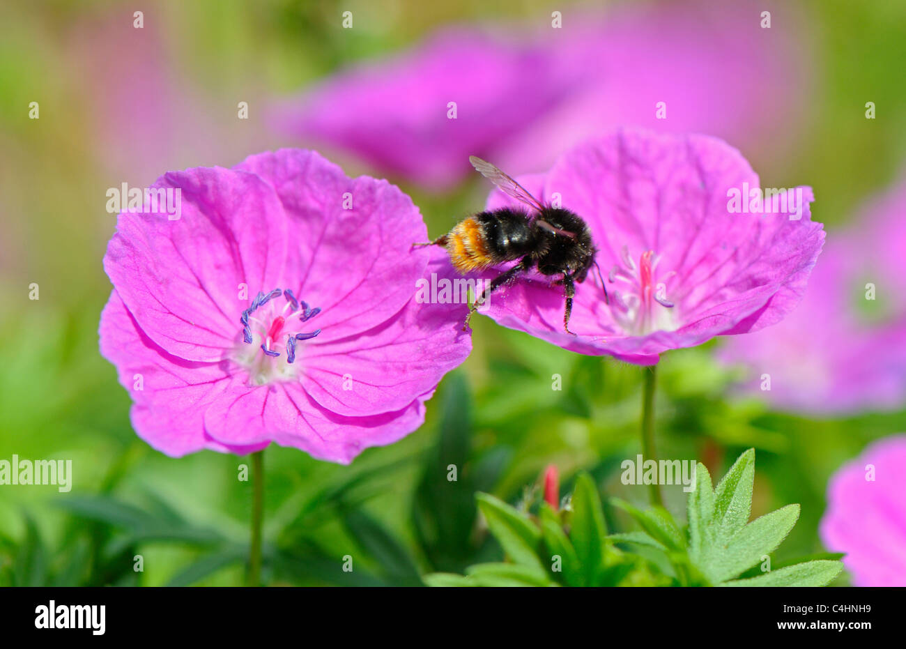 Kleine rosa Geranie, die bekannt sind als die Storchschnäbel wird durch eine Biene bestäubt. Stockfoto