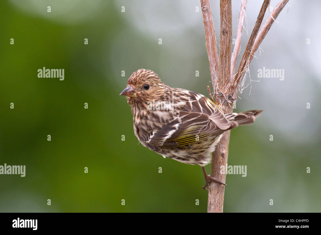 Pine Zeisig sitzt auf Kleinbaum Stockfoto