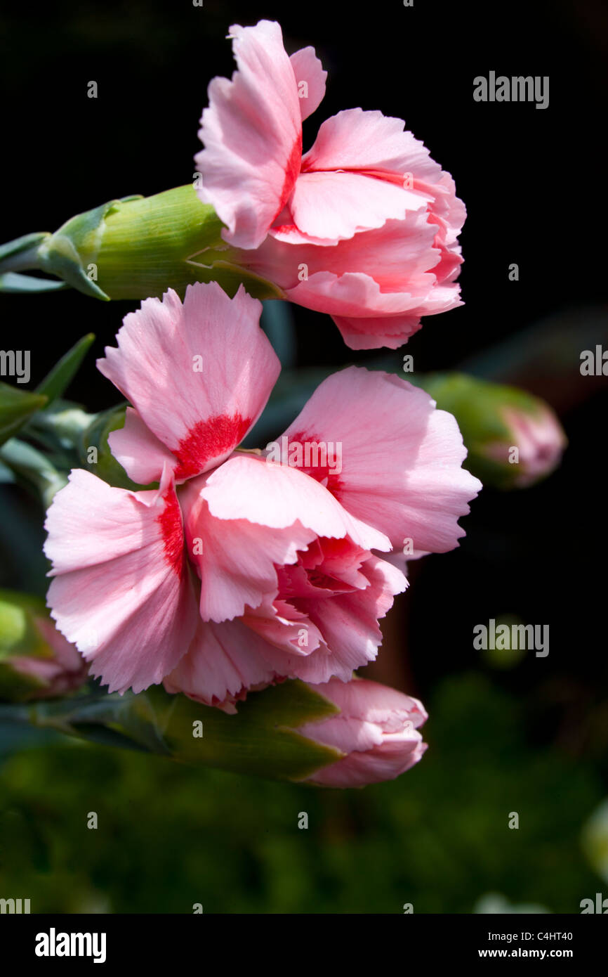 Dianthus caryophyllus Stockfoto