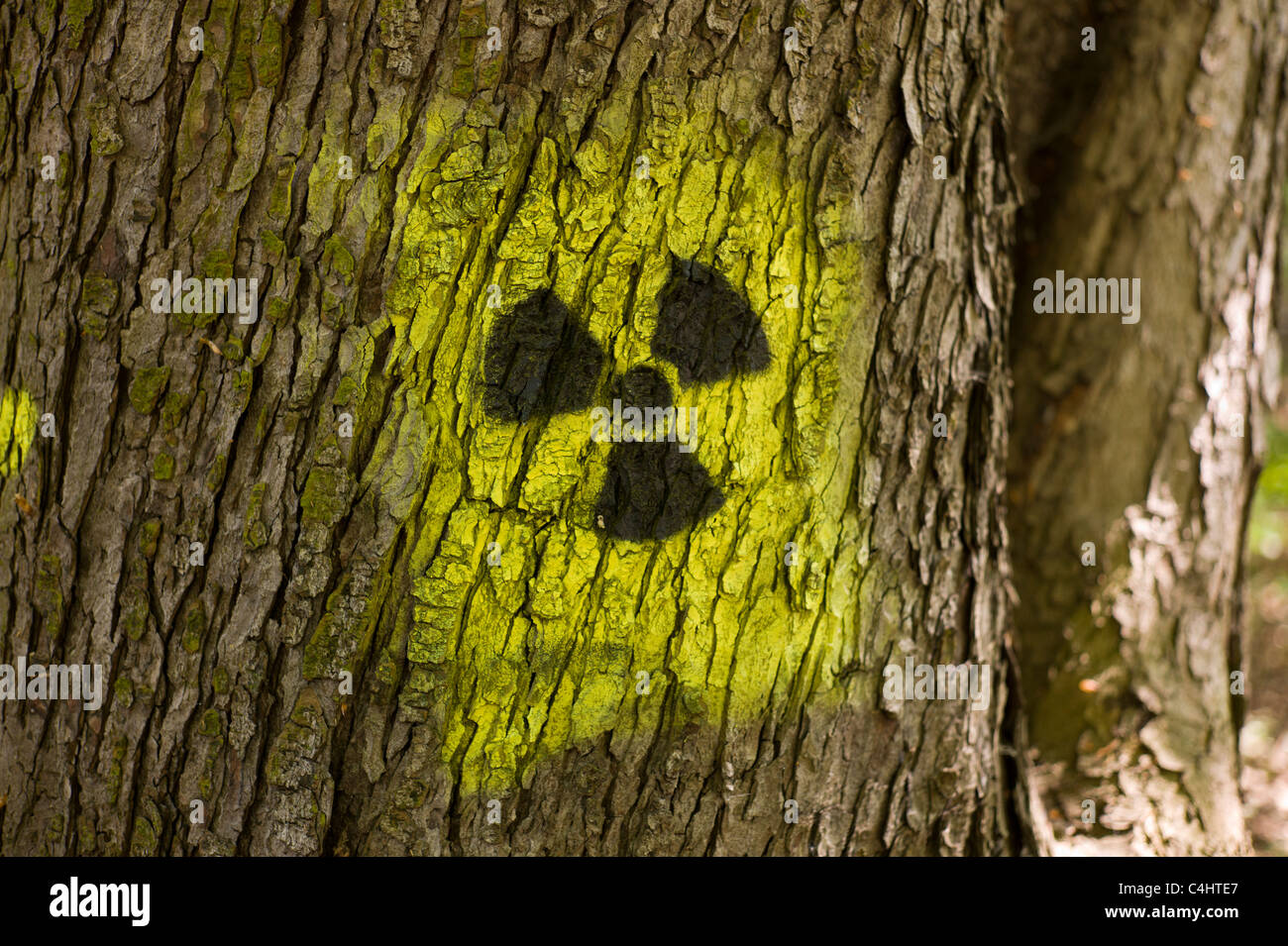 Graffito / Graffiti: schwarzgelb Strahlung Symbol (Kleeblatt) kastriert auf auf dem Stamm eines Baumes in München, Deutschland Stockfoto