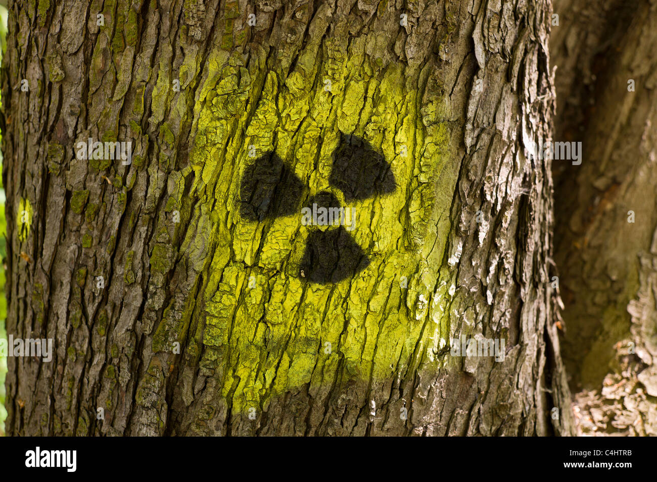 Graffito / Graffiti: schwarzgelb Strahlung Symbol (Kleeblatt) kastriert auf auf dem Stamm eines Baumes in München, Deutschland Stockfoto