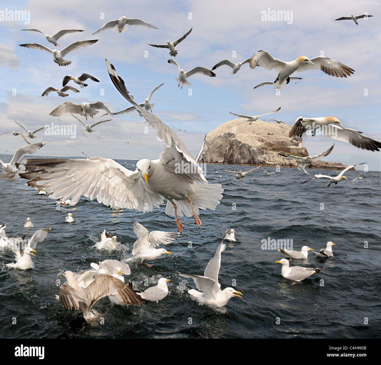 Biedert Seevögel auf dem Bass Rock Stockfoto