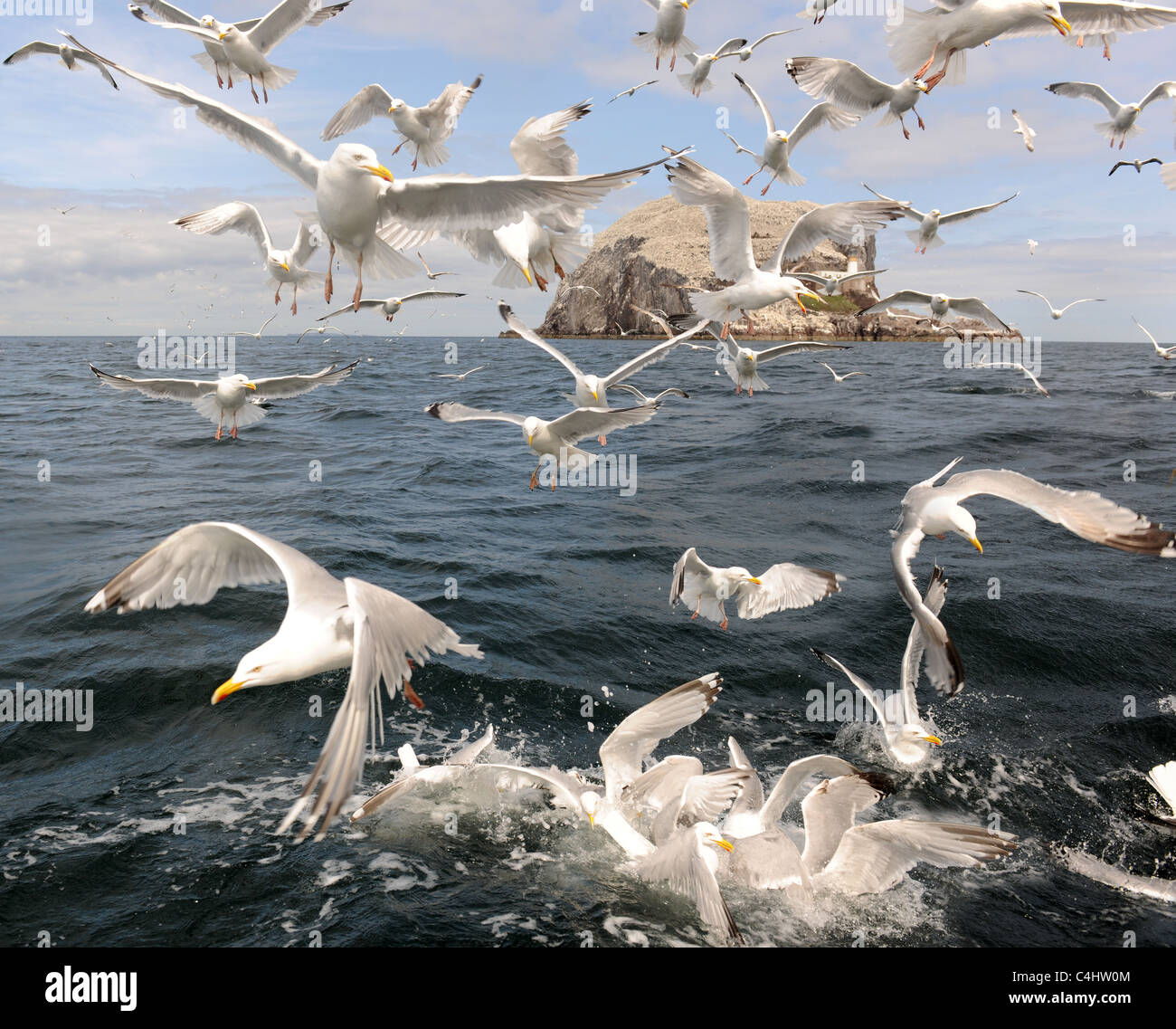 Biedert Seevögel auf dem Bass Rock Stockfoto